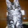 Photo №1. maine coon - for sale in the city of Франкфурт-на-Майне | 201$ | Announcement № 123676