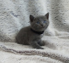 Photo №3. British Shorthair kittens for adoption for 5 star homes. Germany