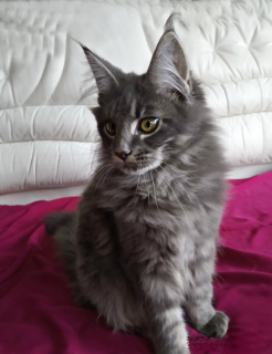 Photo №3. Maine Coon kitten for sale. Ukraine