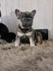 Photo №4. I will sell french bulldog in the city of Сквира. from nursery, breeder - price - 375$