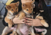 Photo №2 to announcement № 71131 for the sale of shiba inu - buy in United Kingdom private announcement