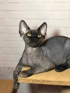 Photo №2 to announcement № 2174 for the sale of devon rex - buy in Russian Federation private announcement, from nursery, breeder