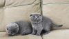 Photo №1. scottish fold - for sale in the city of Гамбург | 264$ | Announcement № 120390