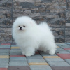 Photo №3. Pomeranian Spitz. Germany