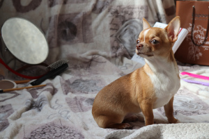 Photo №3. Chihuahua girl. Belarus