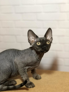 Photo №1. devon rex - for sale in the city of Moscow | 567$ | Announcement № 2174