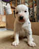 Photo №2 to announcement № 96301 for the sale of dalmatian dog - buy in Sweden private announcement