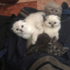 Photo №1. scottish fold - for sale in the city of Кордоба | 687$ | Announcement № 100270
