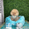 Additional photos: Fluffy Furballs Of Joy; Adorable Pomeranians Seeking Forever Homes