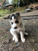 Photo №2 to announcement № 114608 for the sale of siberian husky - buy in Germany private announcement, breeder