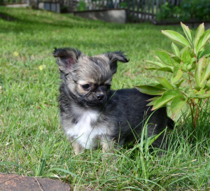 Photo №4. I will sell chihuahua in the city of Mozyr. private announcement - price - negotiated