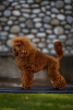 Photo №2 to announcement № 91849 for the sale of poodle (toy) - buy in Serbia breeder