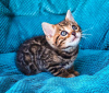 Photo №1. bengal cat - for sale in the city of Three Rivers | 250$ | Announcement № 114885