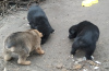 Photo №3. Puppies looking for a home. Ukraine