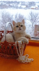 Photo №2 to announcement № 32290 for the sale of british shorthair - buy in Canada private announcement