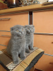 Photo №2 to announcement № 88182 for the sale of scottish fold - buy in Belarus private announcement