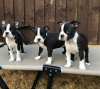 Photo №1. boston terrier - for sale in the city of Дублин | negotiated | Announcement № 120590