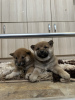 Additional photos: Shiba Inu puppies