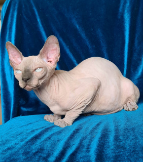 Photo №2 to announcement № 6174 for the sale of sphynx-katze - buy in Ukraine from nursery