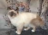 Photo №2 to announcement № 100422 for the sale of birman - buy in Germany private announcement, breeder