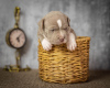 Photo №2 to announcement № 54828 for the sale of american bully - buy in Russian Federation private announcement, breeder