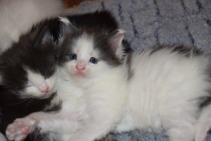 Photo №3. Maine Coon kittens from elite parents. Russian Federation