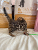 Photo №4. I will sell bengal cat in the city of Неаполь. private announcement, from nursery, breeder - price - negotiated