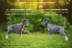 Photo №1. standard schnauzer - for sale in the city of Иваново | 420$ | Announcement № 5936