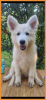 Photo №2 to announcement № 116363 for the sale of schweizer laufhund - buy in Serbia 