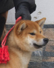 Photo №1. shiba inu - for sale in the city of Balchik | 1268$ | Announcement № 58382