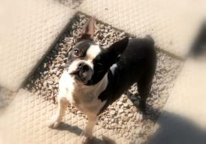 Photo №1. boston terrier - for sale in the city of Nowy Sącz | 1861$ | Announcement № 7125