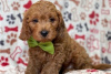 Photo №3. Beautiful Cavapoo Puppies For free adoption. Germany