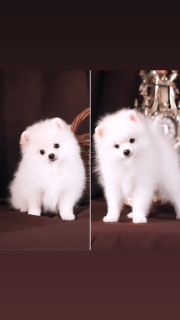 Additional photos: Puppies of German white spitz.
