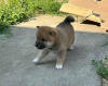 Photo №1. shiba inu - for sale in the city of Uppsala | Is free | Announcement № 98607