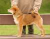 Photo №3. Shiba inu boy. Latvia