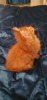 Photo №2 to announcement № 77784 for the sale of maine coon - buy in Germany private announcement, from nursery