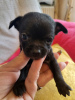 Additional photos: Chihuahua puppies