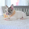 Photo №3. Beautiful french bulldog puppies Business WhatsApp 37256062792. Belgium