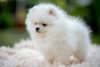 Photo №4. I will sell pomeranian in the city of Loznica.  - price - 528$