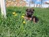 Photo №2 to announcement № 10417 for the sale of german shepherd - buy in Ukraine private announcement