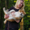 Photo №3. Akita inu puppies. Belarus