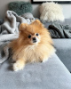 Photo №1. german spitz - for sale in the city of Villach | negotiated | Announcement № 96448
