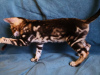 Additional photos: Bengal kittens as pets