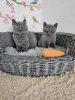 Photo №2 to announcement № 108587 for the sale of british shorthair - buy in Germany private announcement, from nursery, from the shelter, breeder