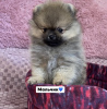 Photo №2 to announcement № 20641 for the sale of pomeranian - buy in Ukraine breeder