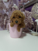 Photo №4. I will sell poodle (toy) in the city of Belgrade.  - price - 528$