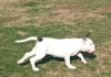 Photo №4. I will sell american bulldog in the city of Москва. from nursery - price - negotiated