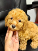 Photo №2 to announcement № 85454 for the sale of poodle (toy) - buy in Saudi Arabia private announcement, from nursery, breeder
