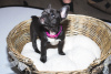 Photo №1. french bulldog - for sale in the city of Munich | 380$ | Announcement № 118257