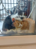 Photo №3. Tender kitty Busya is looking for a good home!. Russian Federation